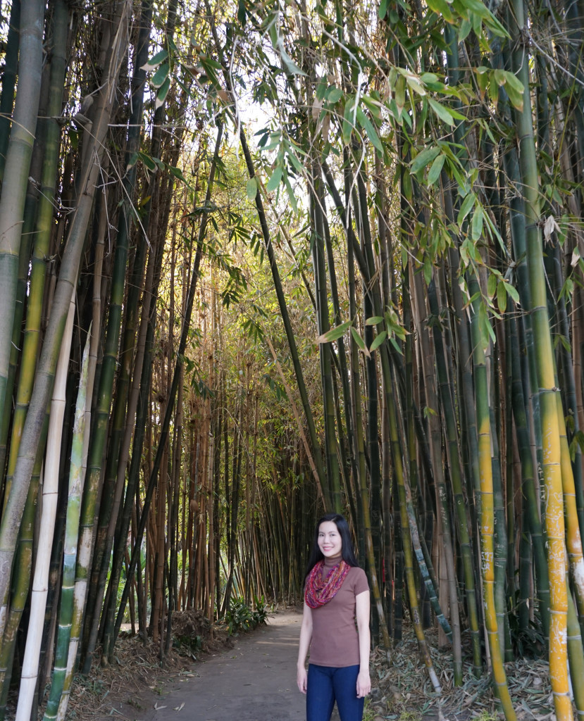 Huntington Library Botanical Gardens San Marino California Bamboo